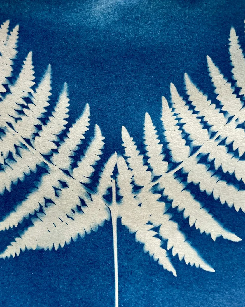 Helechos blancos impresos sobre fondo azul profundo en una copia de cianotipia.